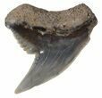 Colorful Fossil Tiger Shark (Galeocerdo) Tooth - Virginia #53511-1